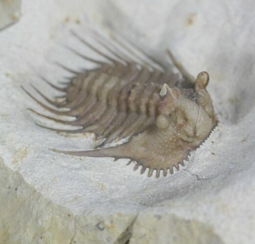 Large Kettneraspis Trilobite - Oklahoma #27441